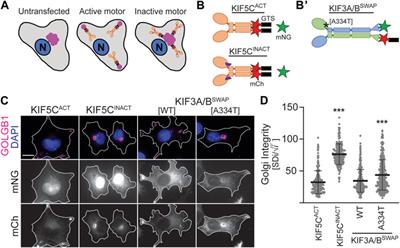 Characterization of the disease-causing mechanism of KIF3B mutations from ciliopathy patients